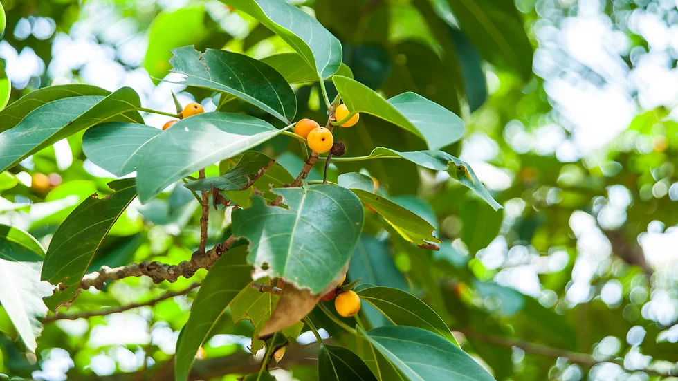 Ficus altissima 알티시마 고무나무.jpg