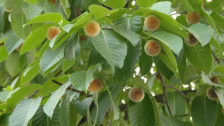 Neolamarckia cadamba 카담바2.jpg