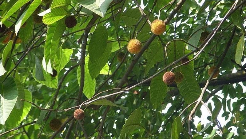 Neolamarckia cadamba 카담바3.jpg