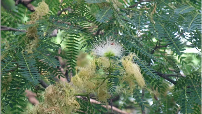 Albizia simeonis 자귀나무속1.jpg