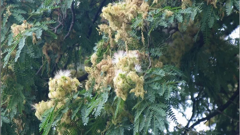 Albizia simeonis 자귀나무속2.jpg