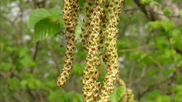 Betula alnoides 자작나무속1.jpeg