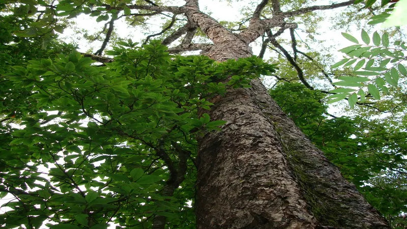 Betula alnoides 자작나무속2.jpg