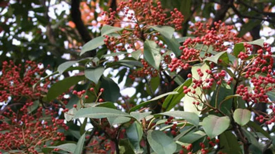 Photinia davidsoniae 데이비슨홍가시나무1.jpg