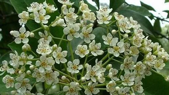 Photinia davidsoniae 데이비슨홍가시나무2.jpg