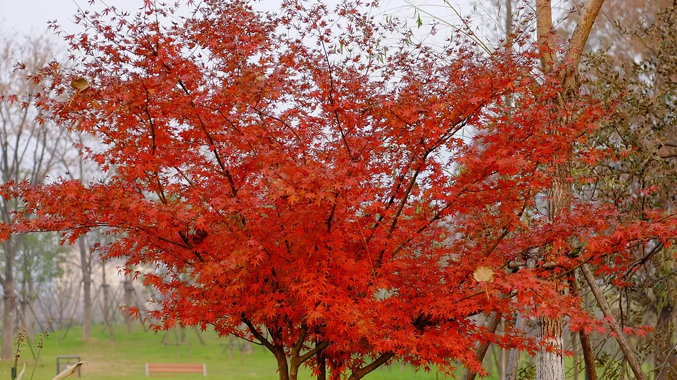 Acer palmatum 단풍나무.jpg