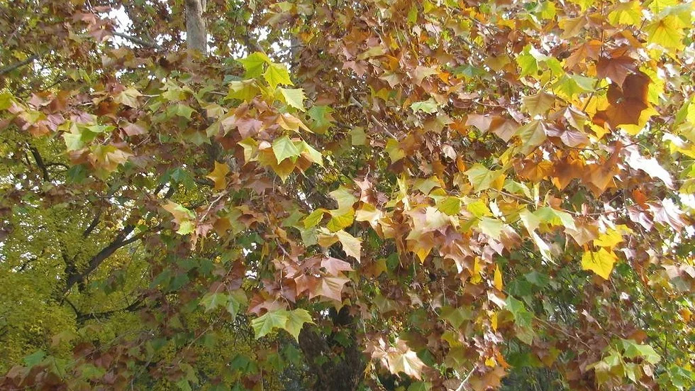 Platanus orientalis 버즘나무1.jpg