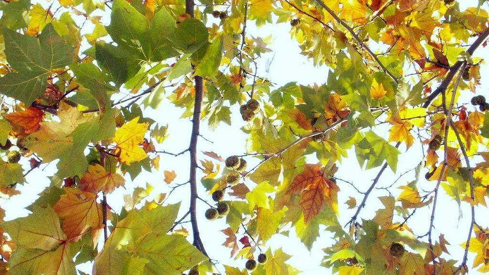 Platanus orientalis 버즘나무2.jpg