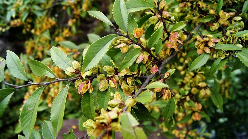 Ulmus pumila 비술나무1.jpg