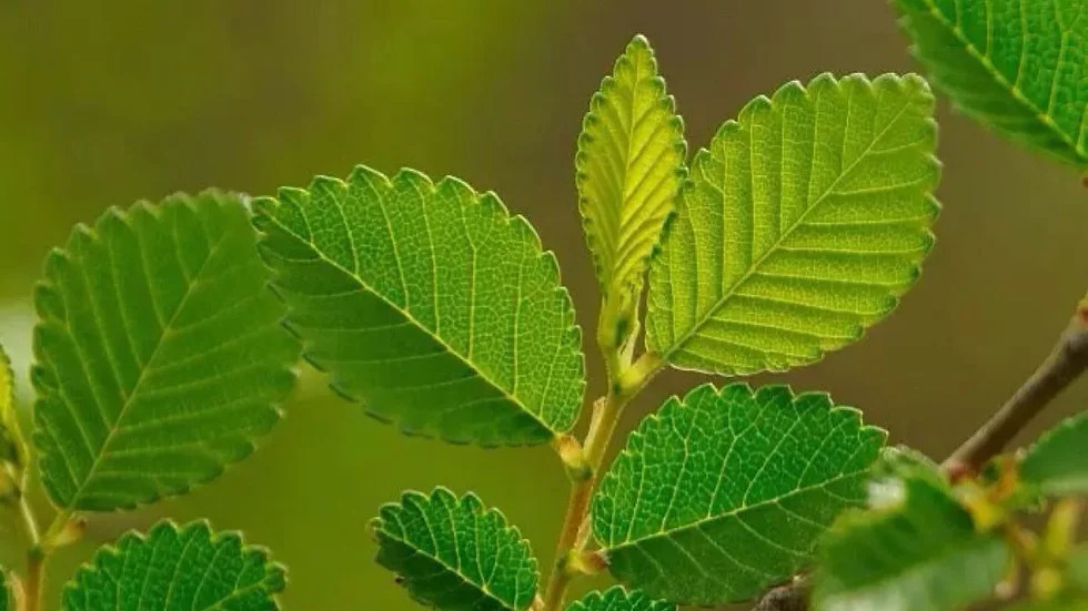 Ulmus pumila 비술나무2.jpg