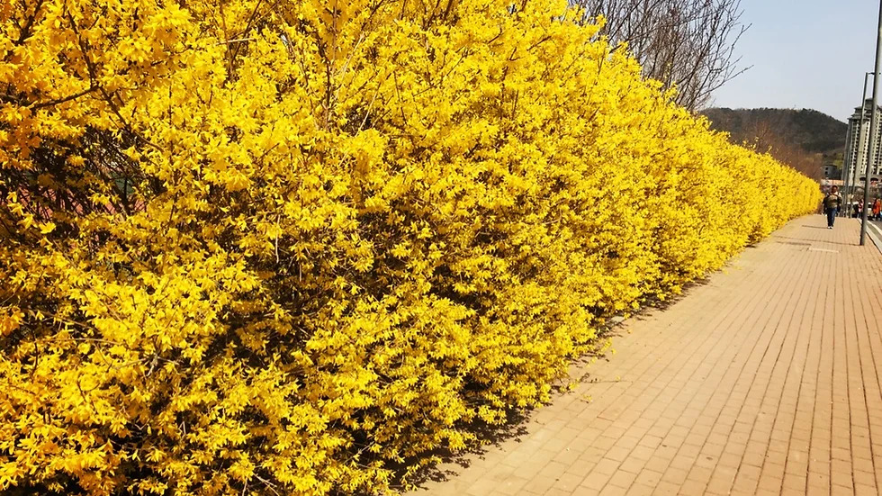 Forsythia mandschurica 개나리속.jpg