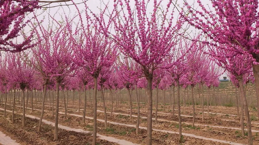 Cercis gigantea 박태기나무속1.jpg