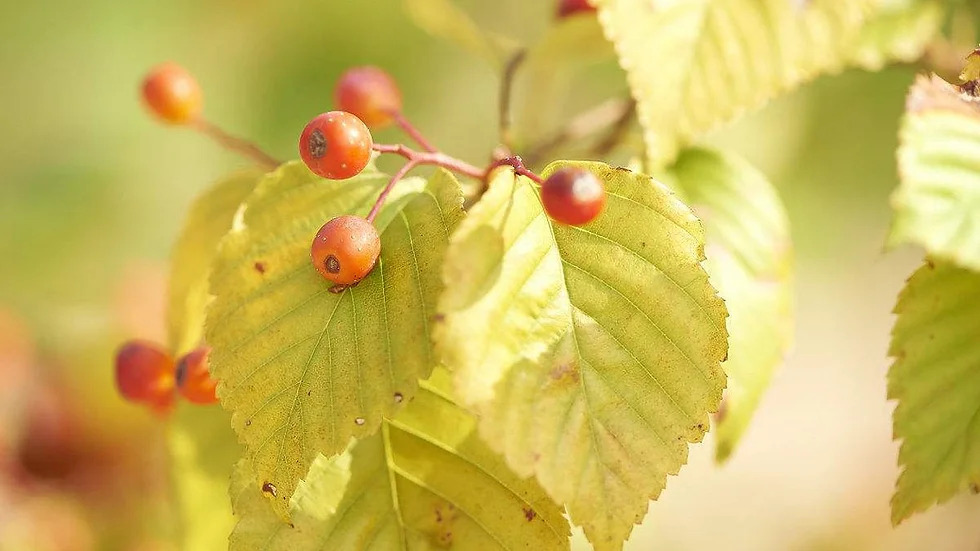 Sorbus alnifolia 팥배나무1.jpg