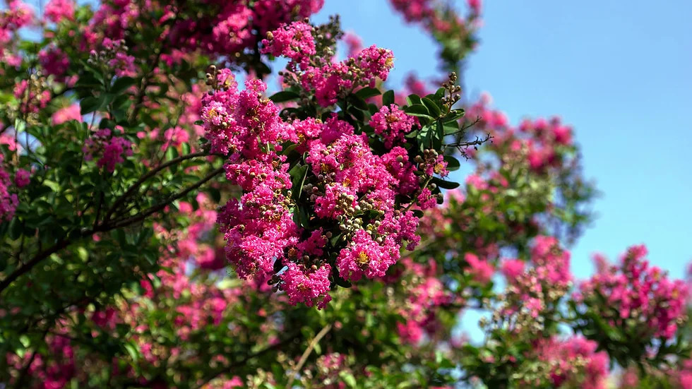 Lagerstroemia indica 배롱나무1.jpg