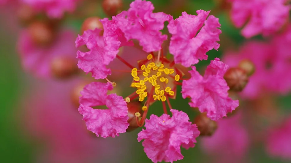 Lagerstroemia indica 배롱나무3.jpg