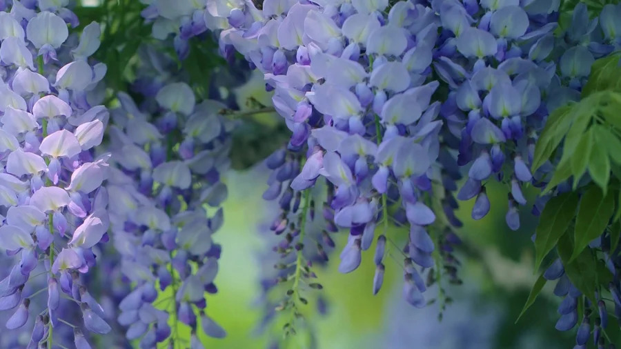 Wisteria sinensis 중국등나무1.jpg