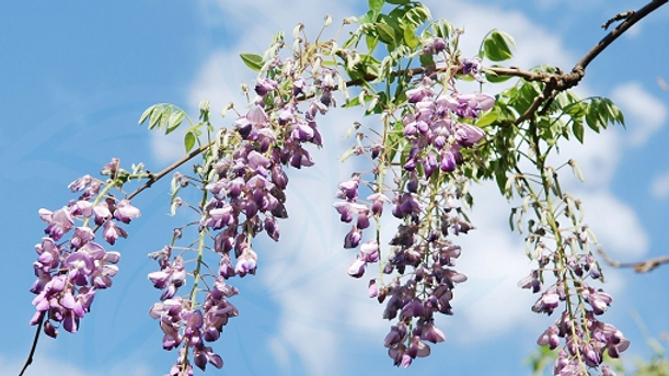 Wisteria sinensis 중국등나무2.jpg