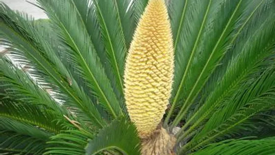 Cycas revoluta 소철.jpg