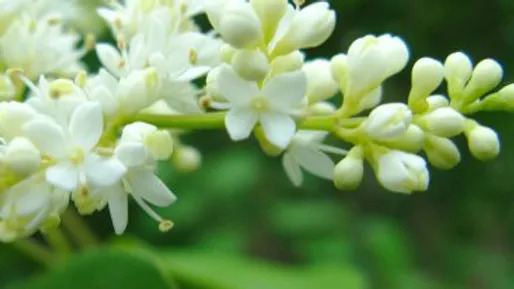 Syringa reticulata 개회나무.jpg