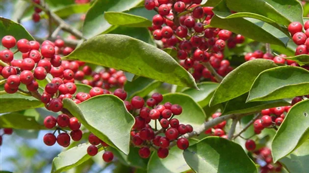 Ilex purpurea 중국먼나무.jpg