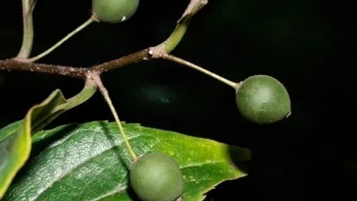 Celtis tetrandra 삼과.jpg