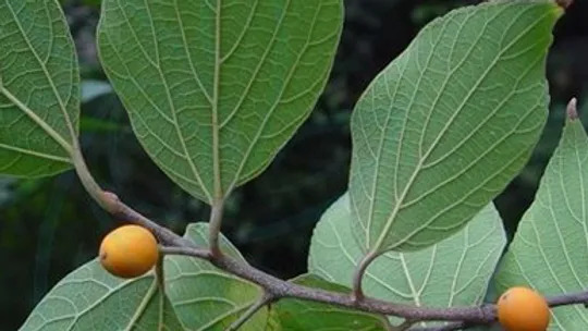 Celtis julianae 삼과.jpg