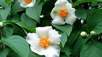 Camellia sinensis 차나무.jpg