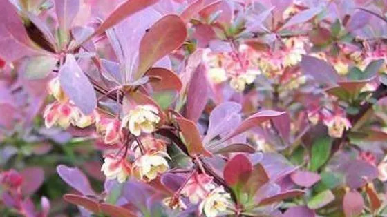 Berberis thunbergii 일본매자나무.jpg