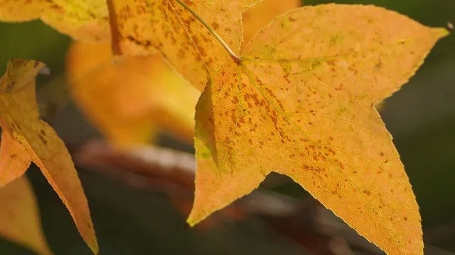 Acer buergerianum 중국단풍.jpg