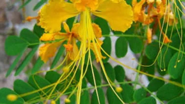 Caesalpinia sappan 소목.jpg