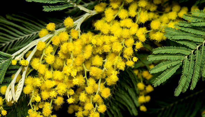 Acacia dealbata 은엽아카시아.jpg