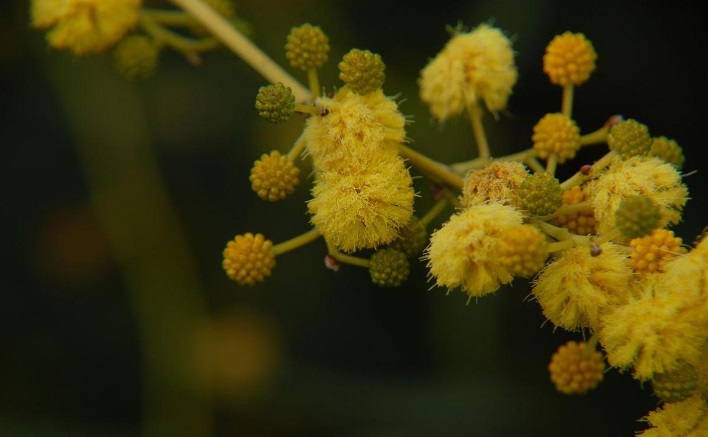 Acacia farnesiana 아카시아파르네시아나.jpg