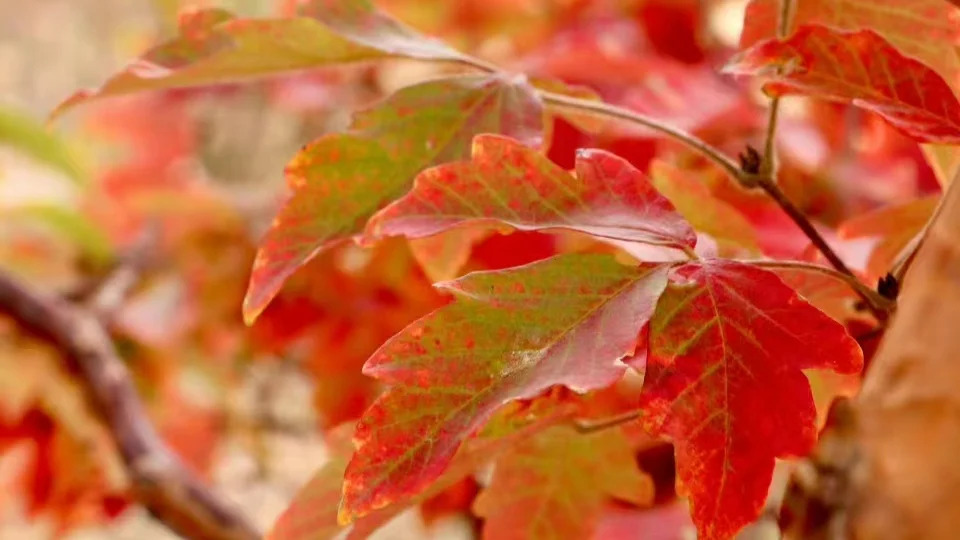 Acer griseum 중국복자기1.jpg