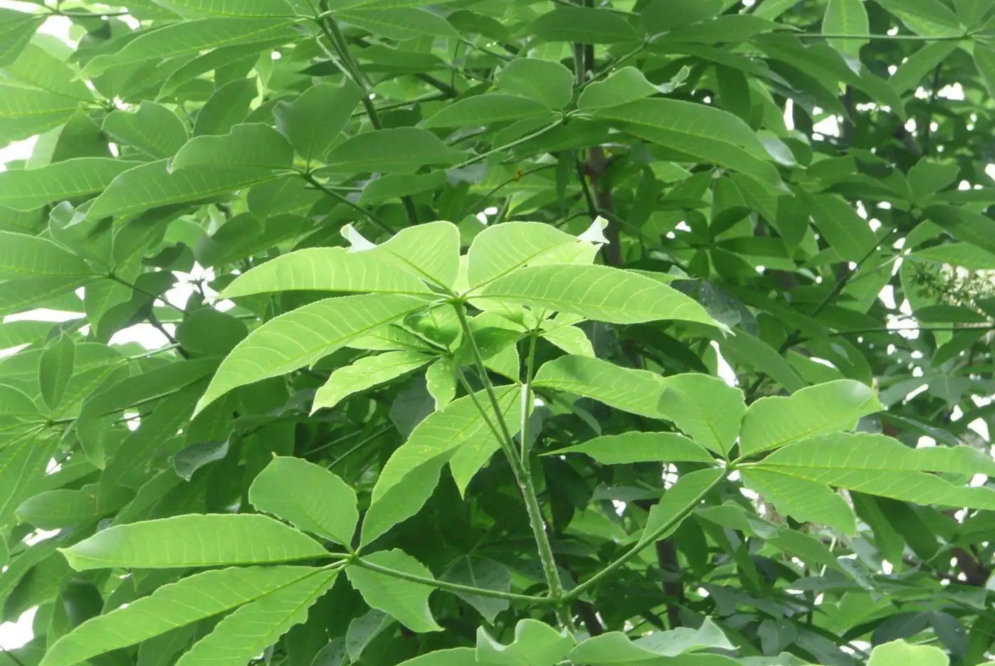 Aesculus chinensis 아스쿨루스 치넨시스.jpg