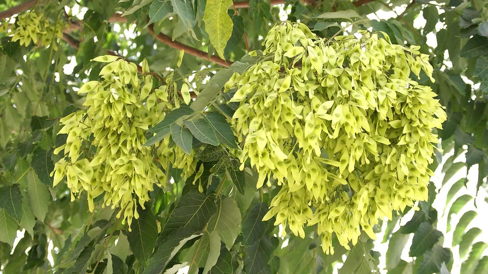 Ailanthus altissima 가죽나무.jpg