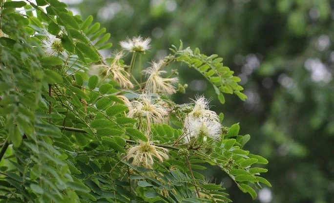 Albizia kalkora 왕자귀나무.jpg