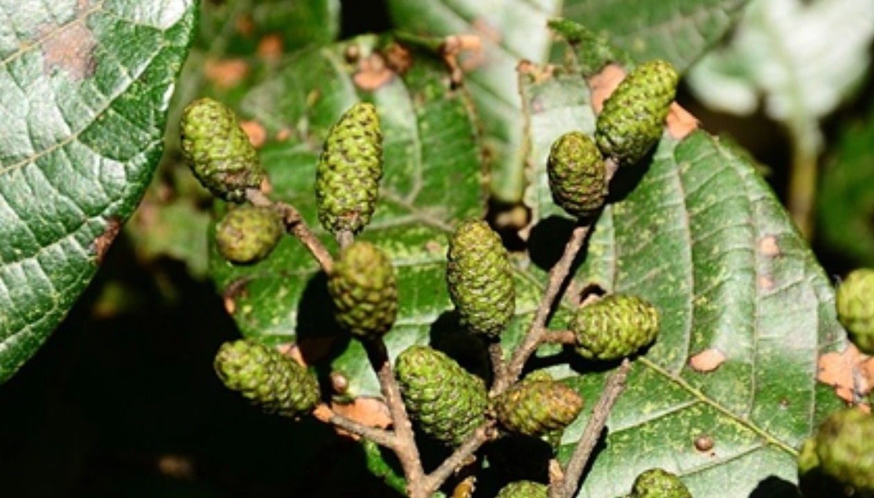 Alnus nepalensis 자작나무과.jpg