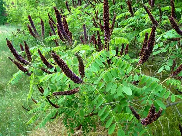 Amorpha fruticosa 족제비싸리.jpg