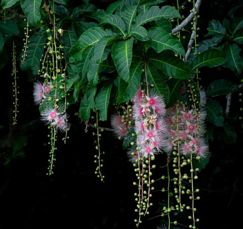 Barringtonia racemosa 바링토니아 라케모사.jpg