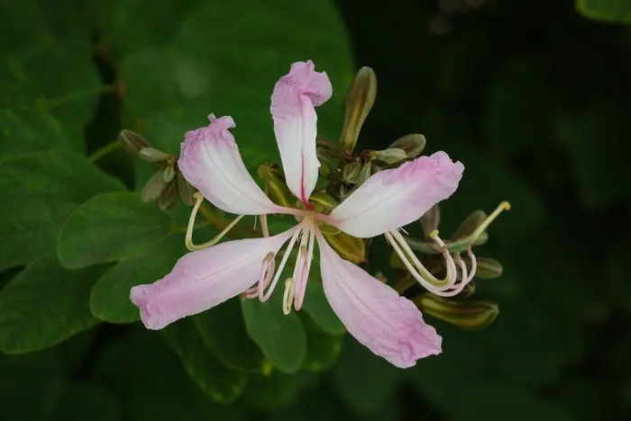 Bauhinia purpurea 바우히니아 푸르푸레아.jpg