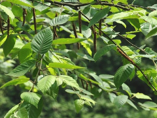 Betula luminifera 자작나무과.jpg