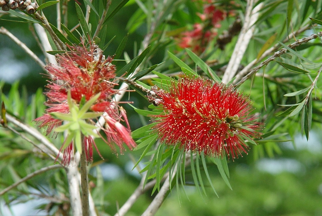 Callistemon rigidus 리기두스병솔나무.jpg