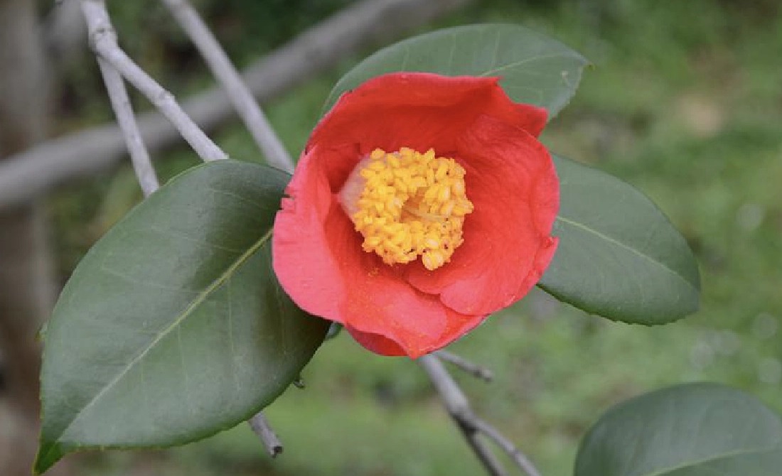 Camellia chekiangoleosa 치캉골레오사동백.jpg