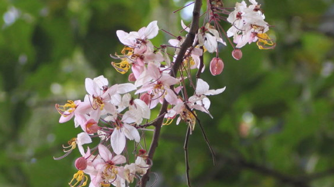 Cassia bakeriana 콩과.jpg