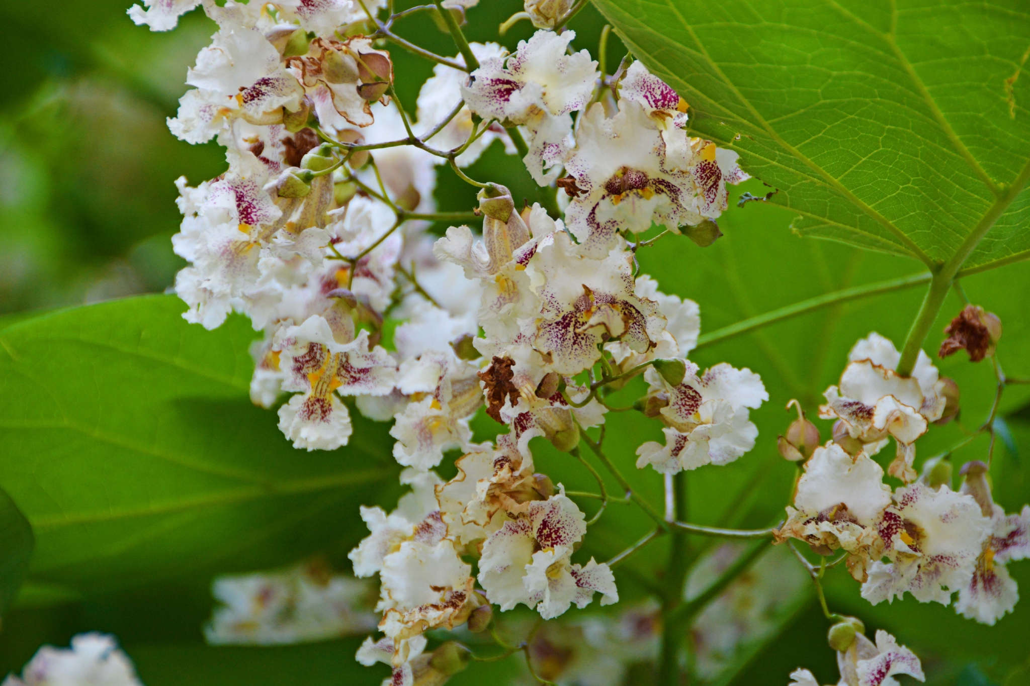 Catalpa ovata 개오동.jpg