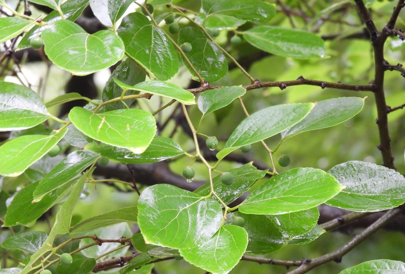 Celtis sinensis 팽나무.jpg