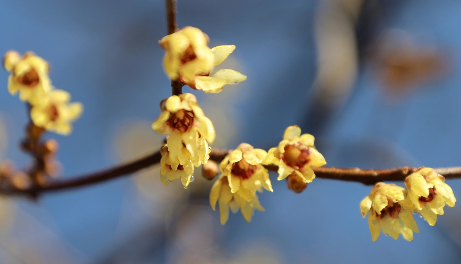 Chimonanthus praecox 납매.jpg