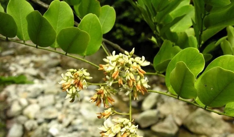 Dalbergia hupeana 황단나무.jpg