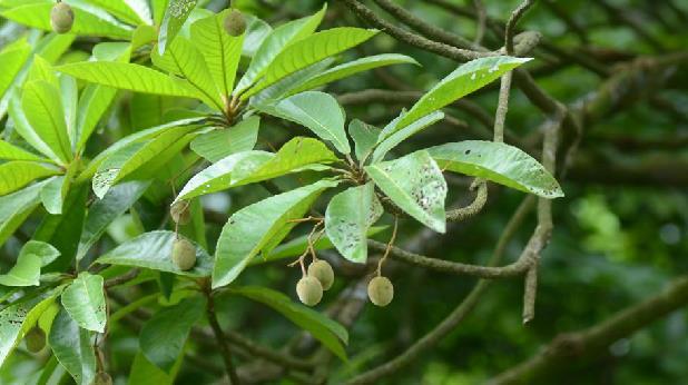 Elaeocarpus balansae 담팔수과.jpg