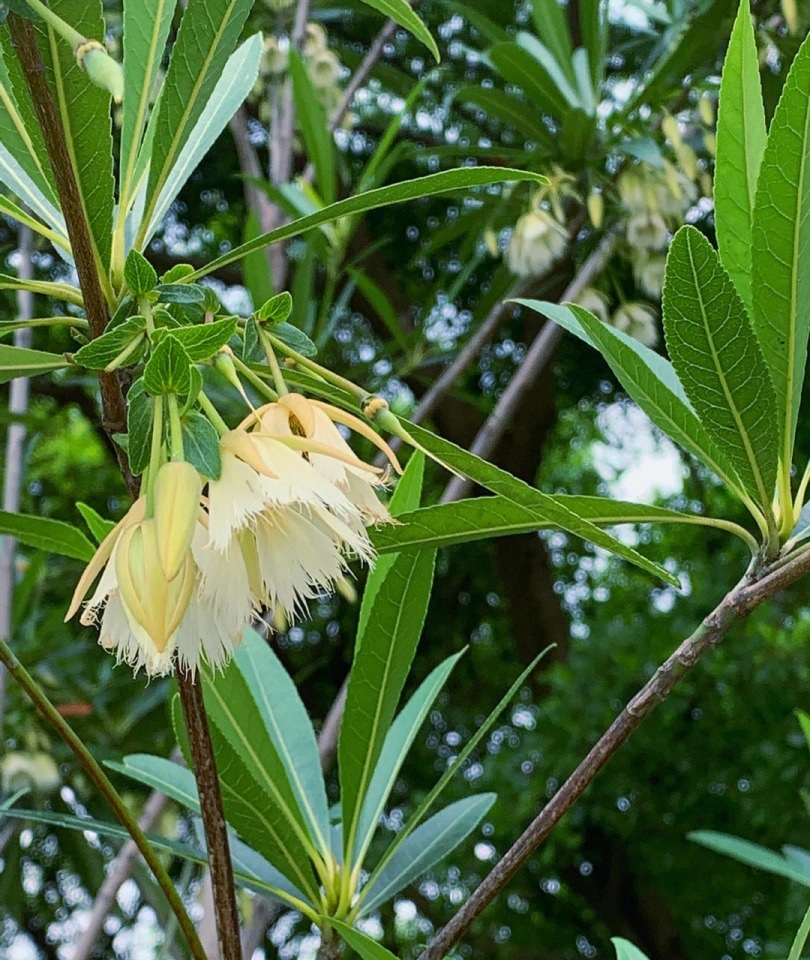 Elaeocarpus decipiens 담팔수과.jpg